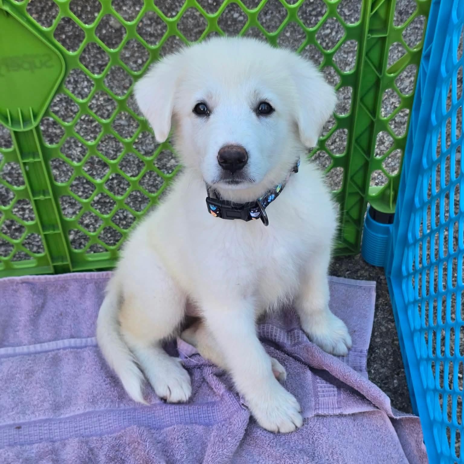 Enlarge Bumble "Bea", a Adopted mixed breed in Spring hill, TN image 2/6