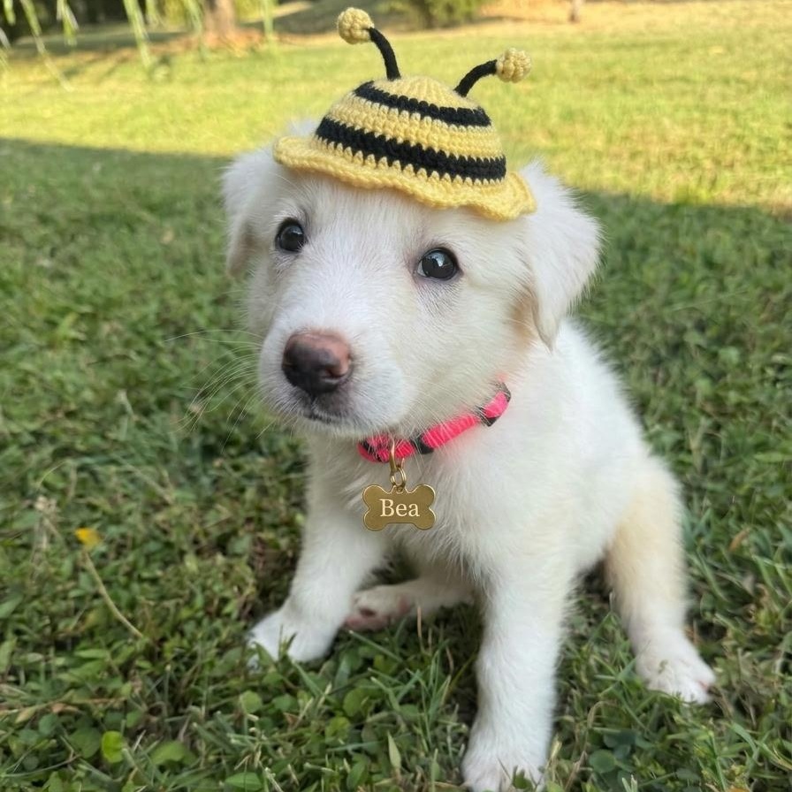 Enlarge Bumble "Bea", a Adopted mixed breed in Spring hill, TN image 3/6