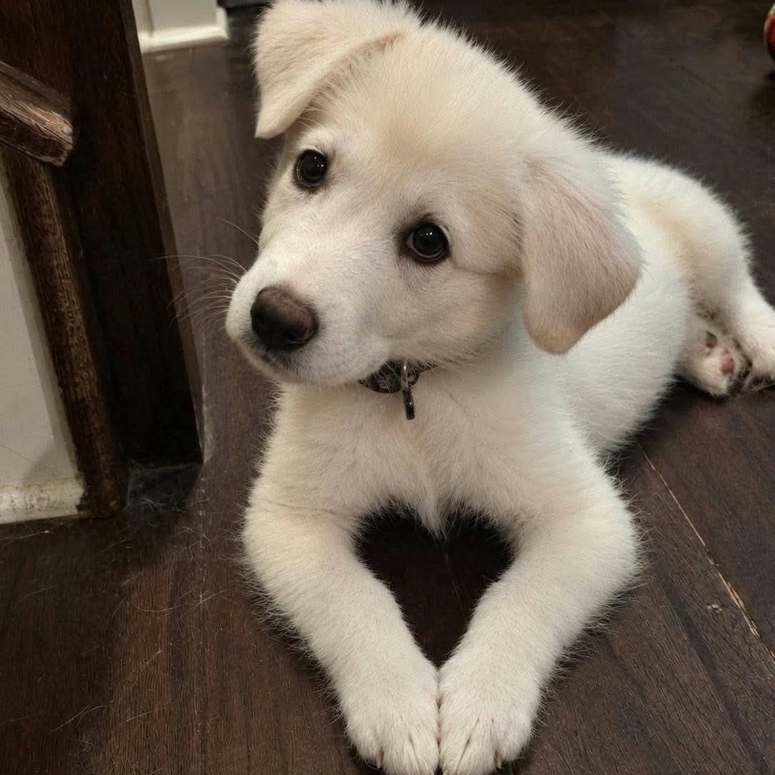 Bumble "Bea", Adopted, Puppy Female Great Pyrenees.