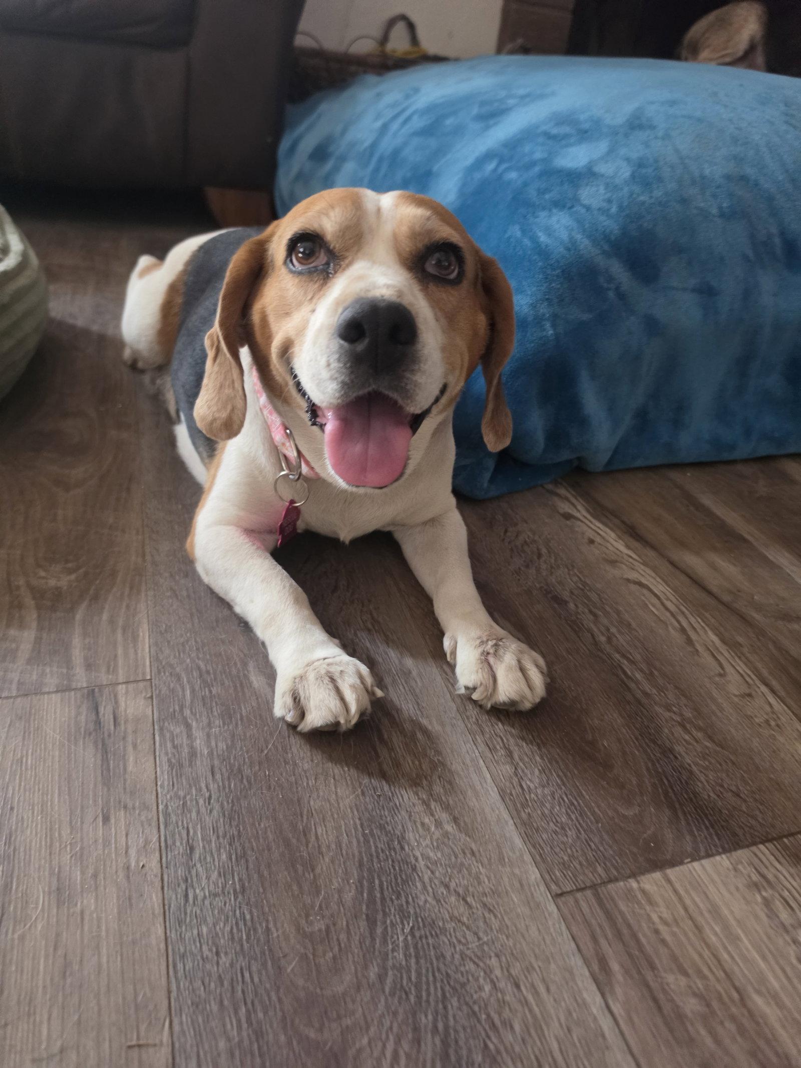 Enlarge Taylor, a Adoptable Beagle in Las Vegas, NV image 1/3