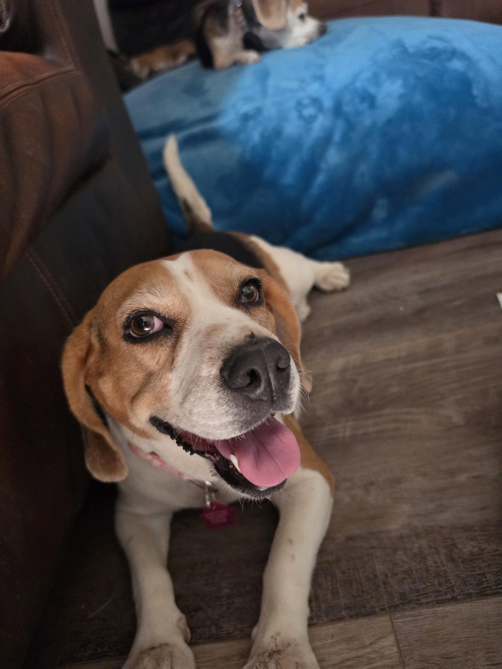 Enlarge Taylor, a Adoptable Beagle in Las Vegas, NV image 2/3