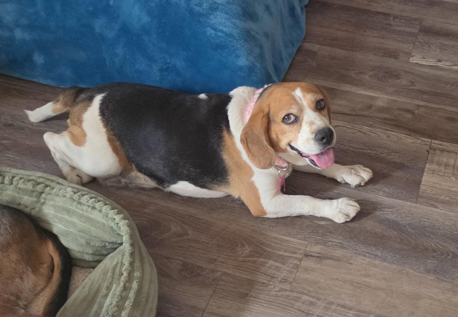 Enlarge Taylor, a Adoptable Beagle in Las Vegas, NV image 3/3