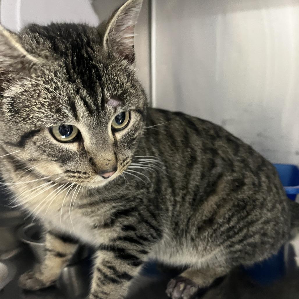 Enlarge Pete, a Adoptable Domestic Short Hair in Idaho Falls, ID image 1/1