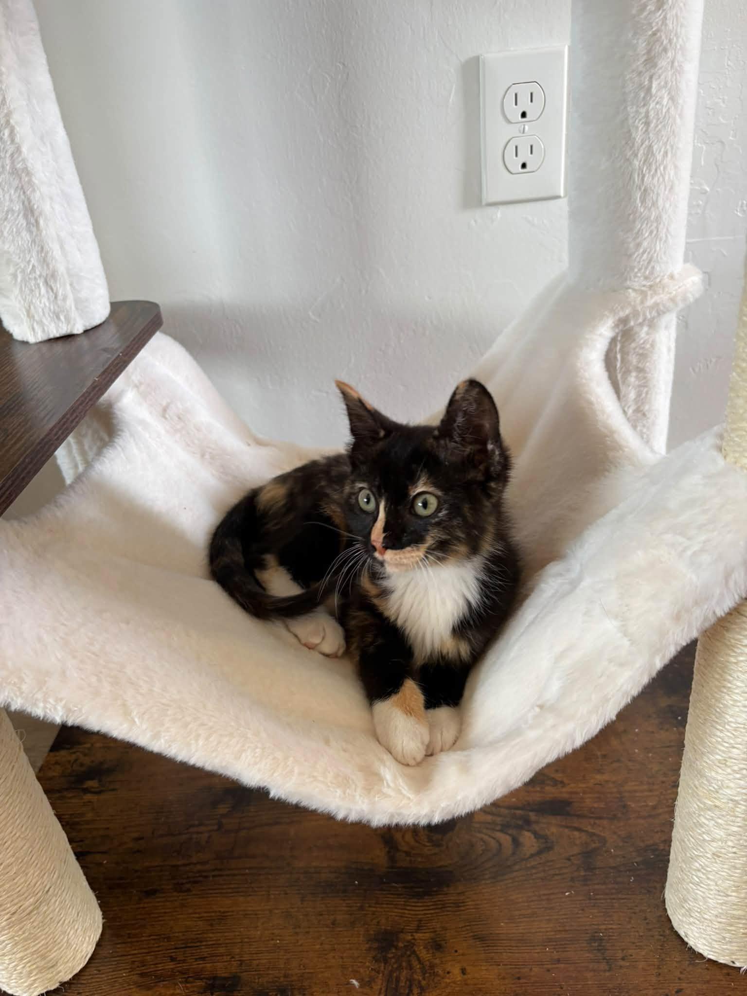 Enlarge Clover, a Adopted mixed breed in Oklahoma City, OK image 3/3