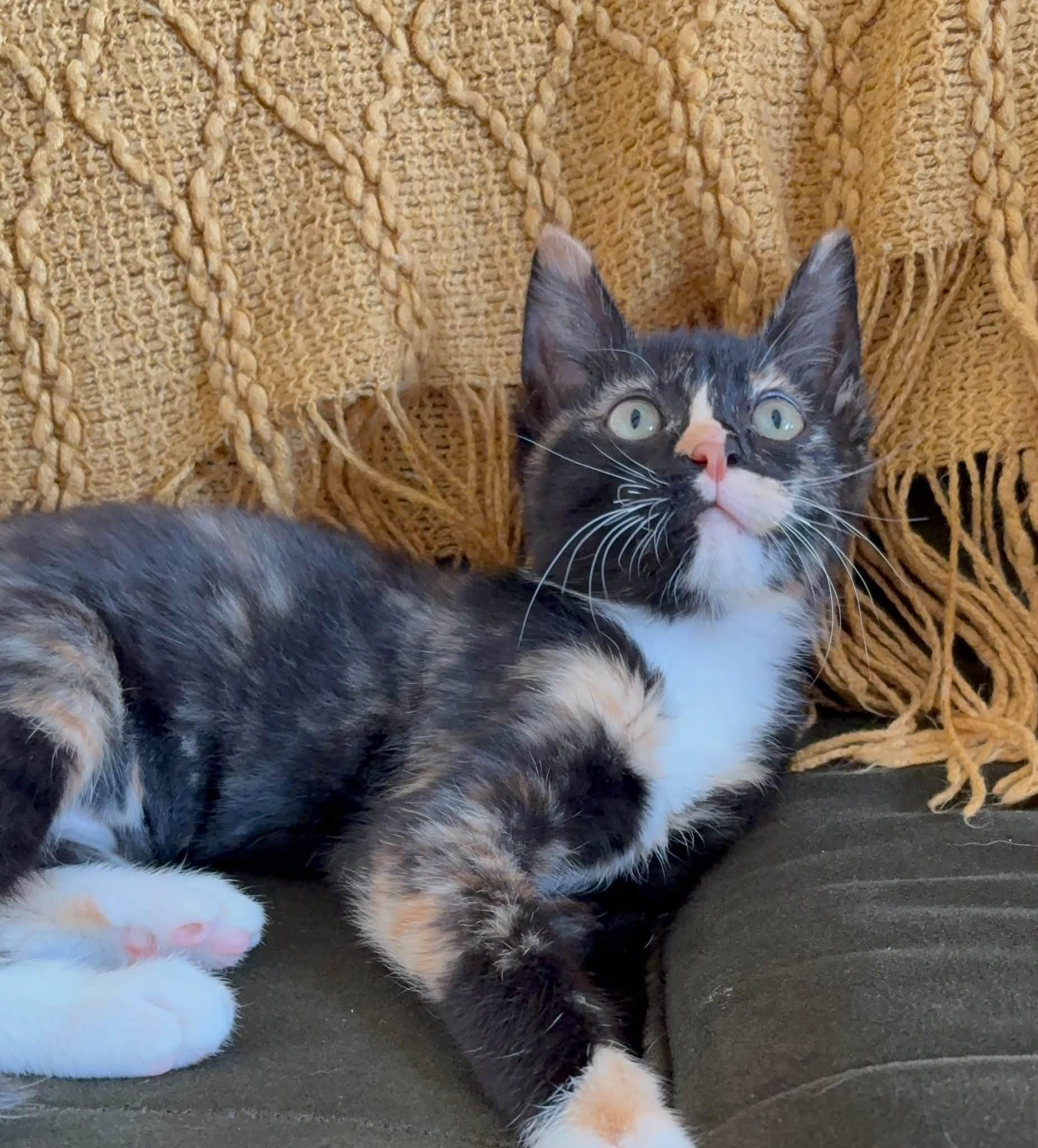 Enlarge Clover, a Adopted mixed breed in Oklahoma City, OK image 1/3