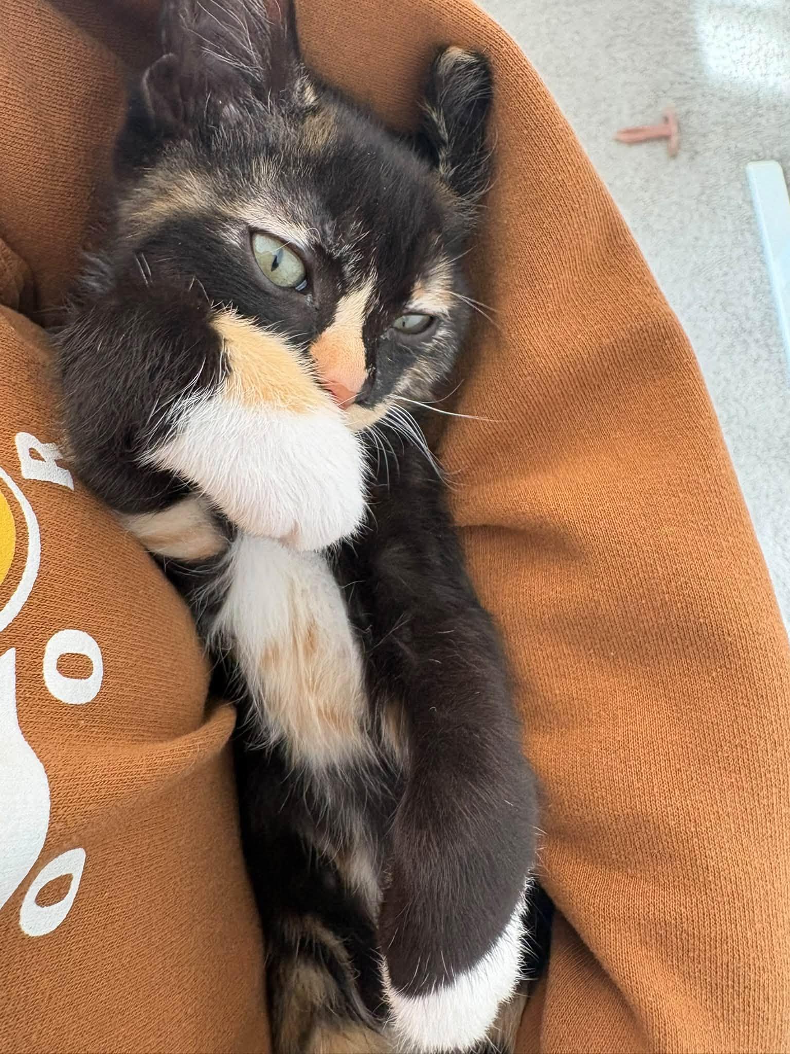 Enlarge Clover, a Adopted mixed breed in Oklahoma City, OK image 2/3