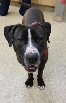 Woody, Adoptable, Adult Male Mixed Breed & Mixed Breed.