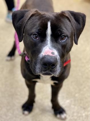 Woody, a Adoptable mixed breed in Munster, IN image 2/2
