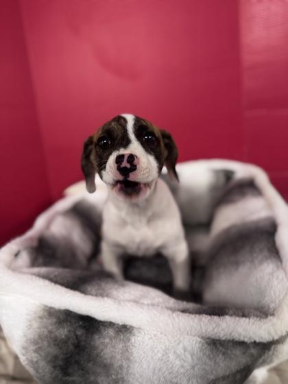 Bella Girl, Adoptable, Puppy Female Mixed Breed & Mixed Breed.