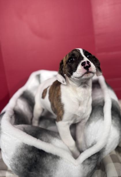 Enlarge Bella Girl, a Adoptable mixed breed in Houston, TX image 2/2