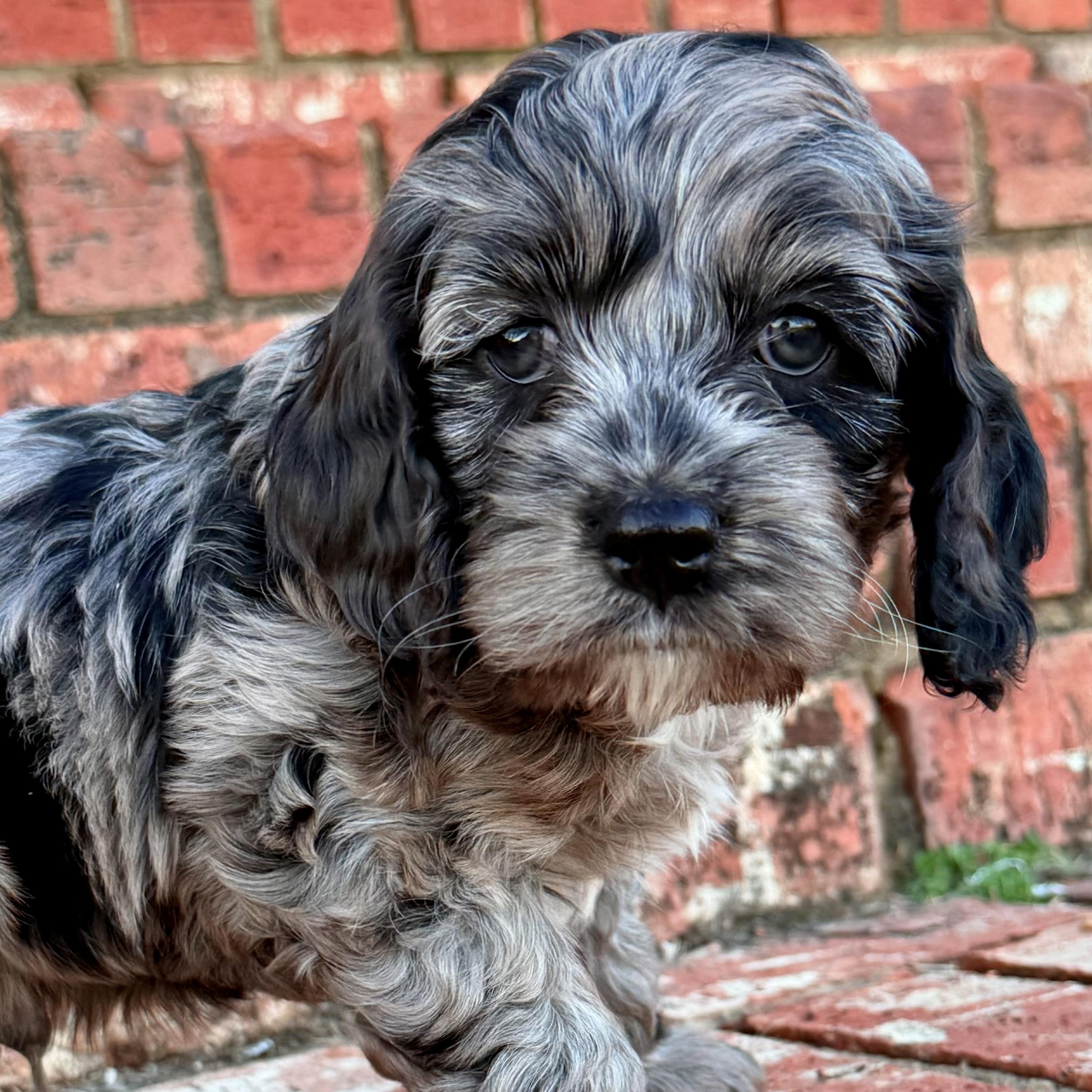 Mochi, adoptable, Puppy Male Cocker Spaniel & Poodle.