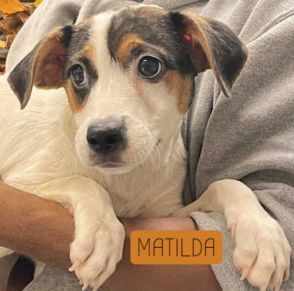Matilda (M Puppies)
