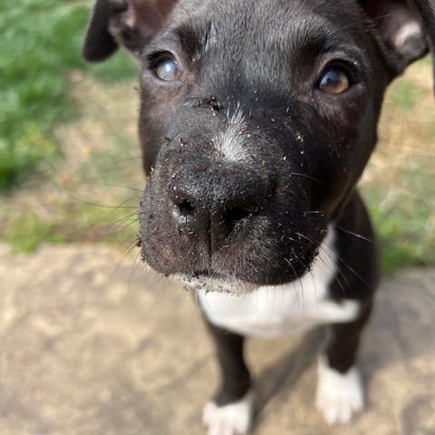 Enlarge Lana, a Adoptable Mixed Breed in Kansas City, MO image 1/6