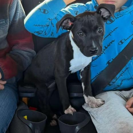 Lana, Adoptable, Puppy Female Mixed Breed.