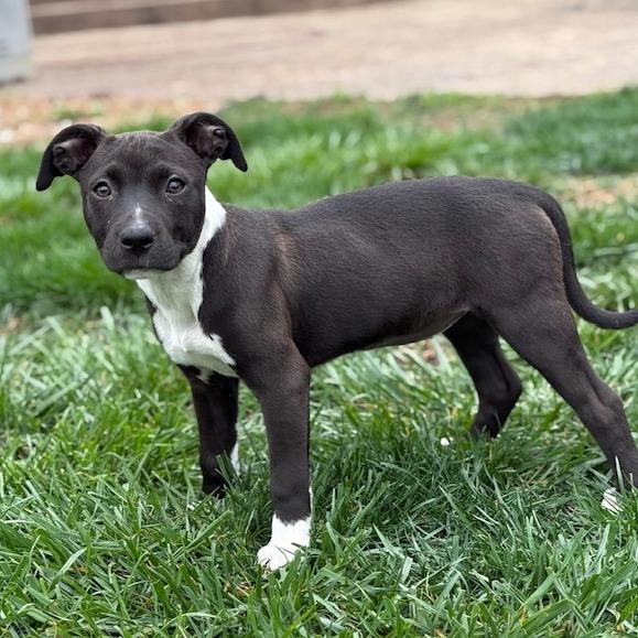 Enlarge Lana, a Adoptable Mixed Breed in Kansas City, MO image 3/6