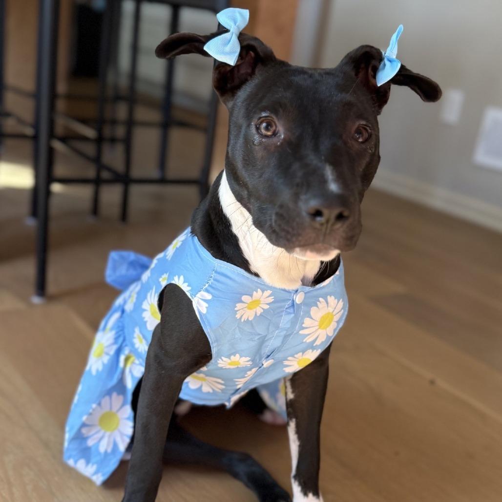 Lana, a Adoptable Mixed Breed in Kansas City, MO image 4/6