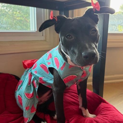 Enlarge Lana, a Adoptable Mixed Breed in Kansas City, MO image 1/5