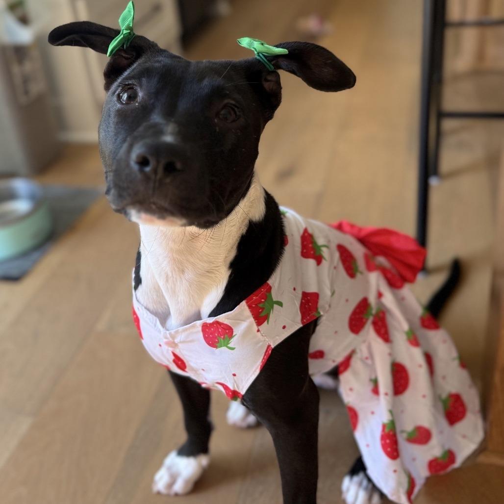 Enlarge Lana, a Adoptable Mixed Breed in Kansas City, MO image 2/5