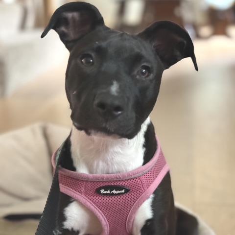 Enlarge Lana, a Adoptable Mixed Breed in Kansas City, MO image 3/5