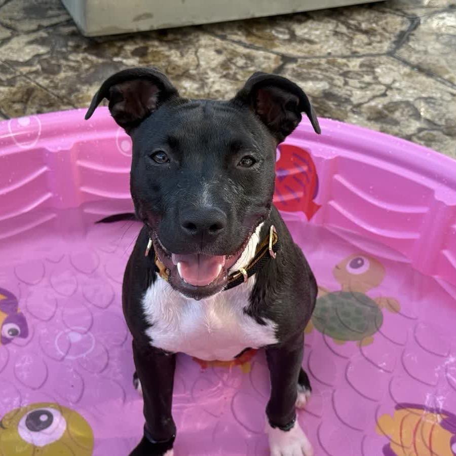 Enlarge Lana, a Adoptable Mixed Breed in Kansas City, MO image 4/5
