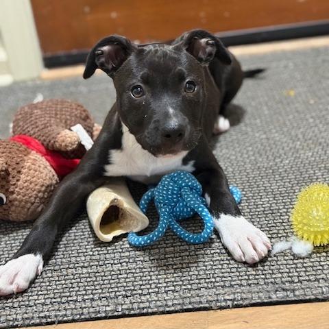 Enlarge Lana, a Adoptable Mixed Breed in Kansas City, MO image 5/6
