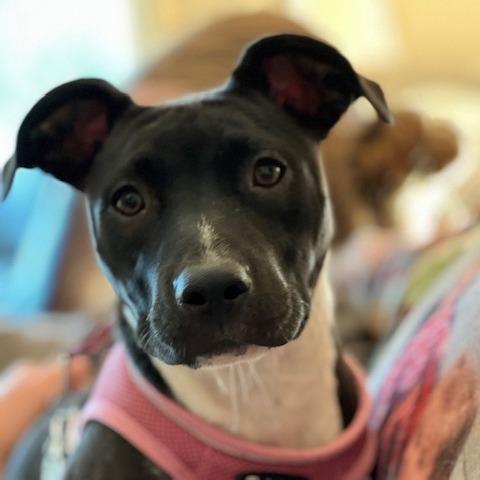 Enlarge Lana, a Adoptable Mixed Breed in Kansas City, MO image 5/5