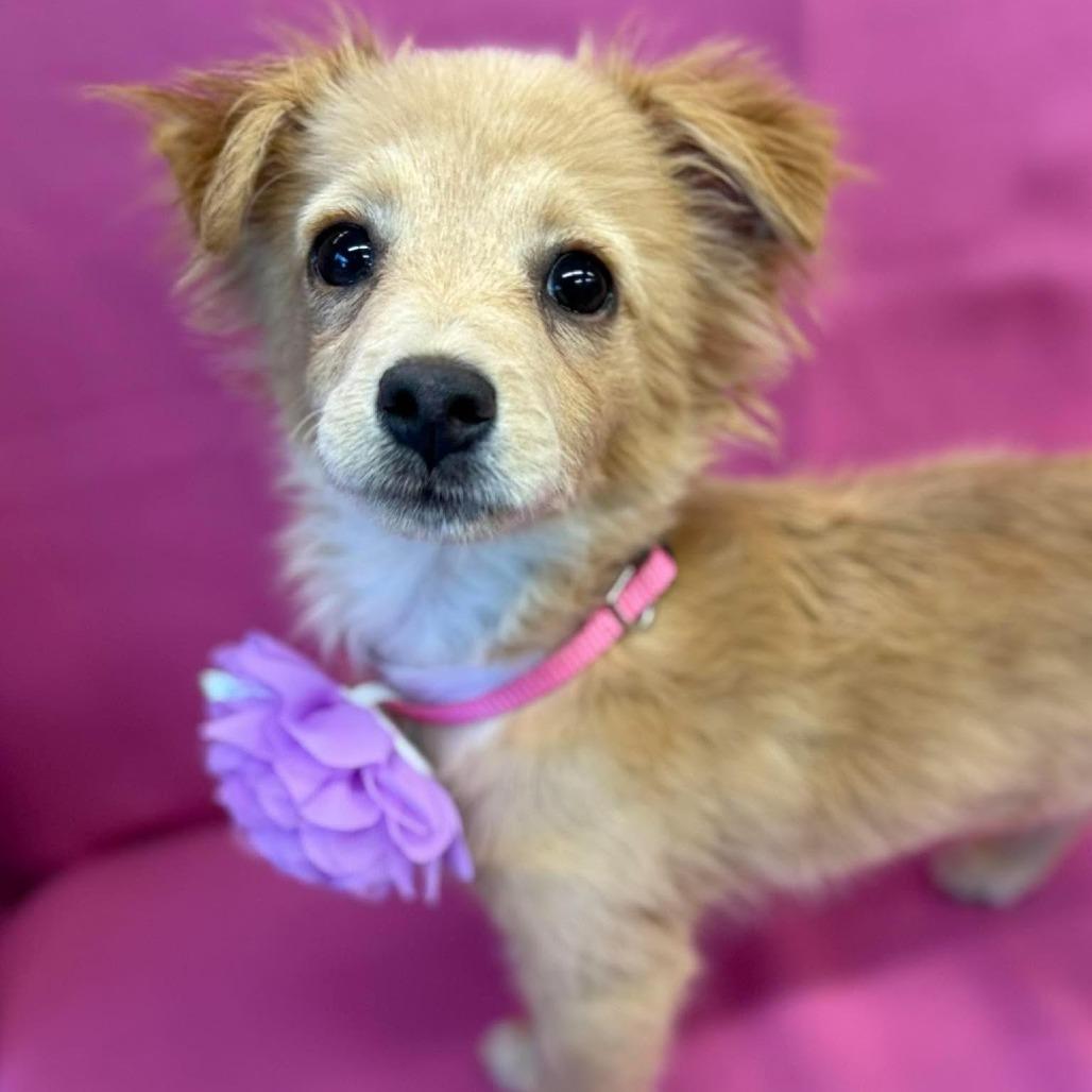 Enlarge Sunshine, a Adoptable mixed breed in Tacoma, WA image 1/2