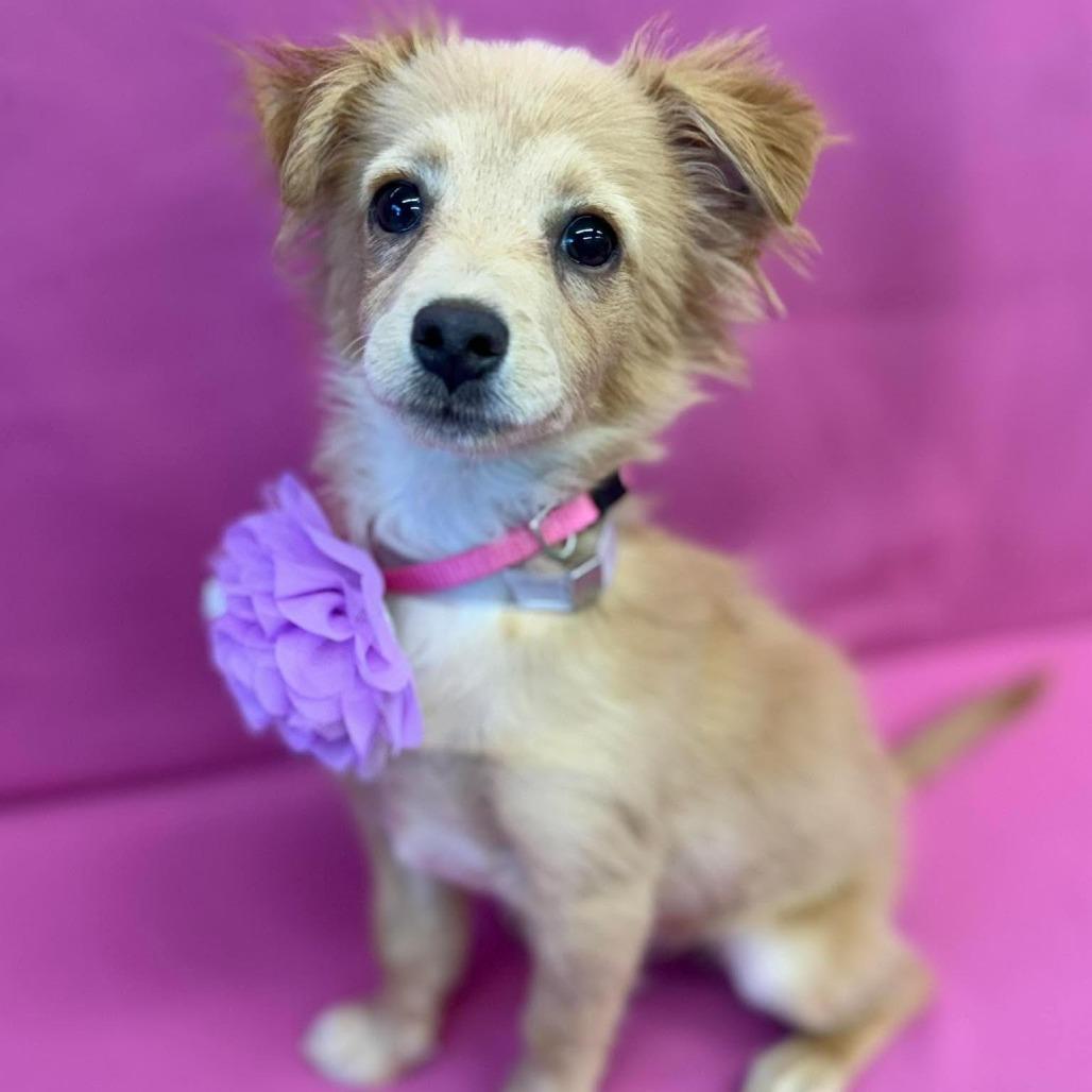 Enlarge Sunshine, a Adoptable mixed breed in Tacoma, WA image 2/2