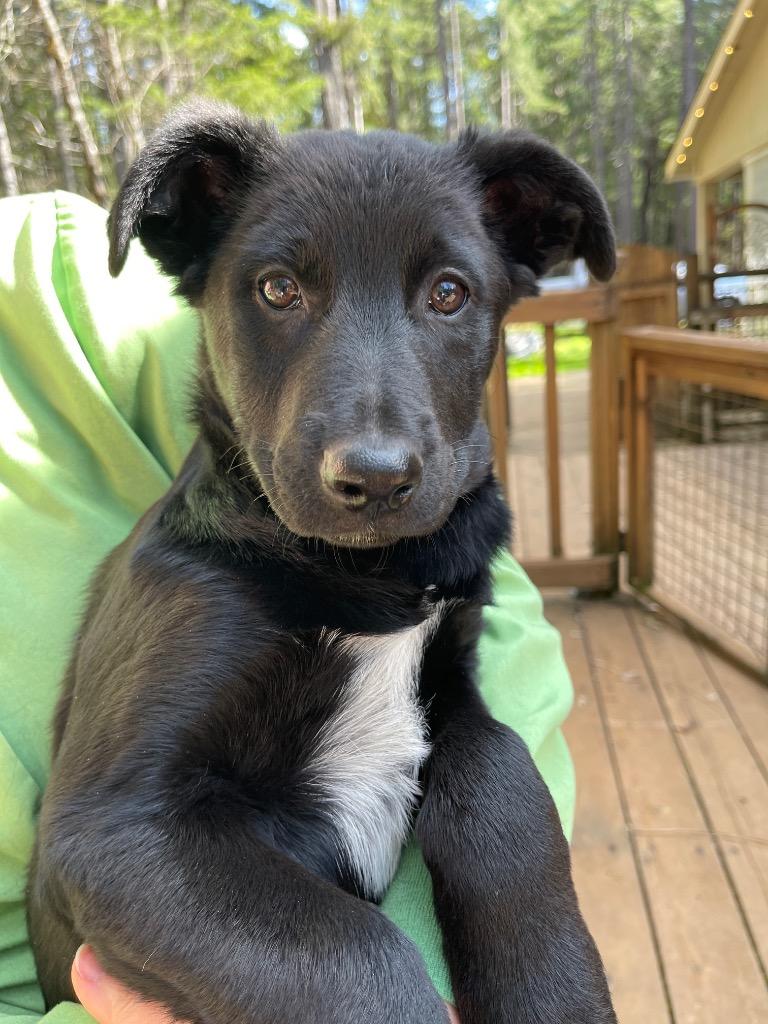 Coffee, Adoptable, Puppy Male German Shepherd Dog & Rat Terrier.