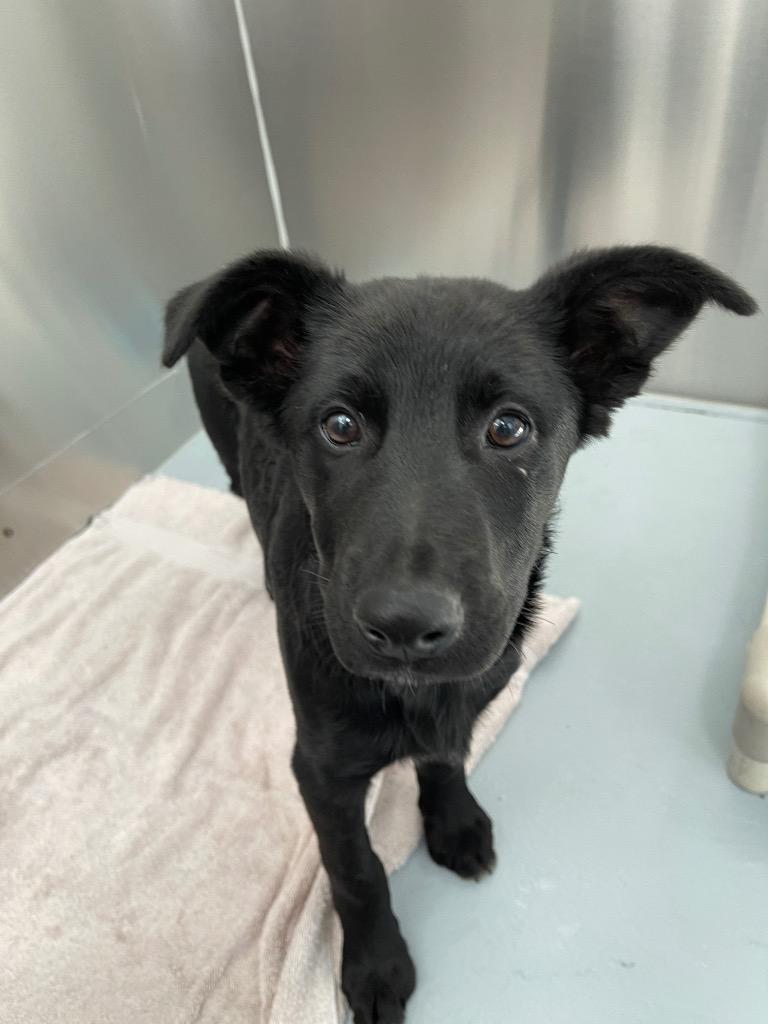 Enlarge Coffee, a Adoptable mixed breed in Grants Pass, OR image 2/2