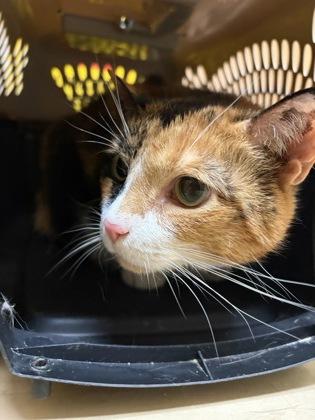 Addy — thumbnail 2