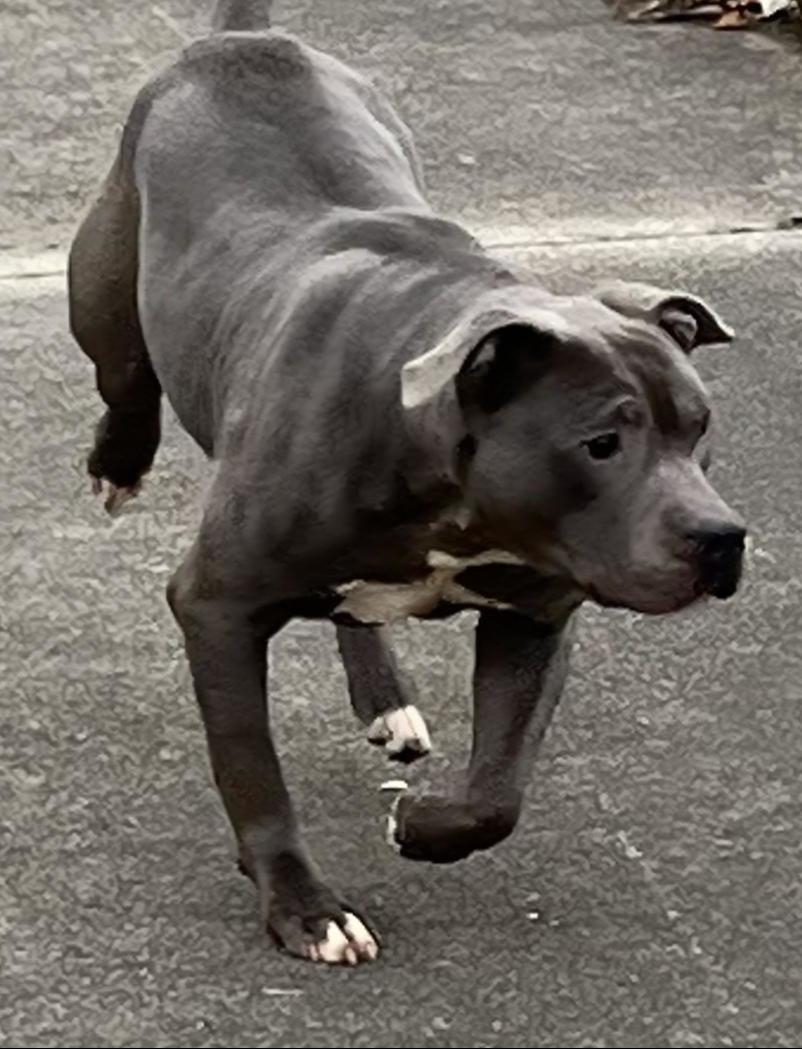 Enlarge Blu, a ADOPTABLE American Staffordshire Terrier in Peru, IN image 2/3