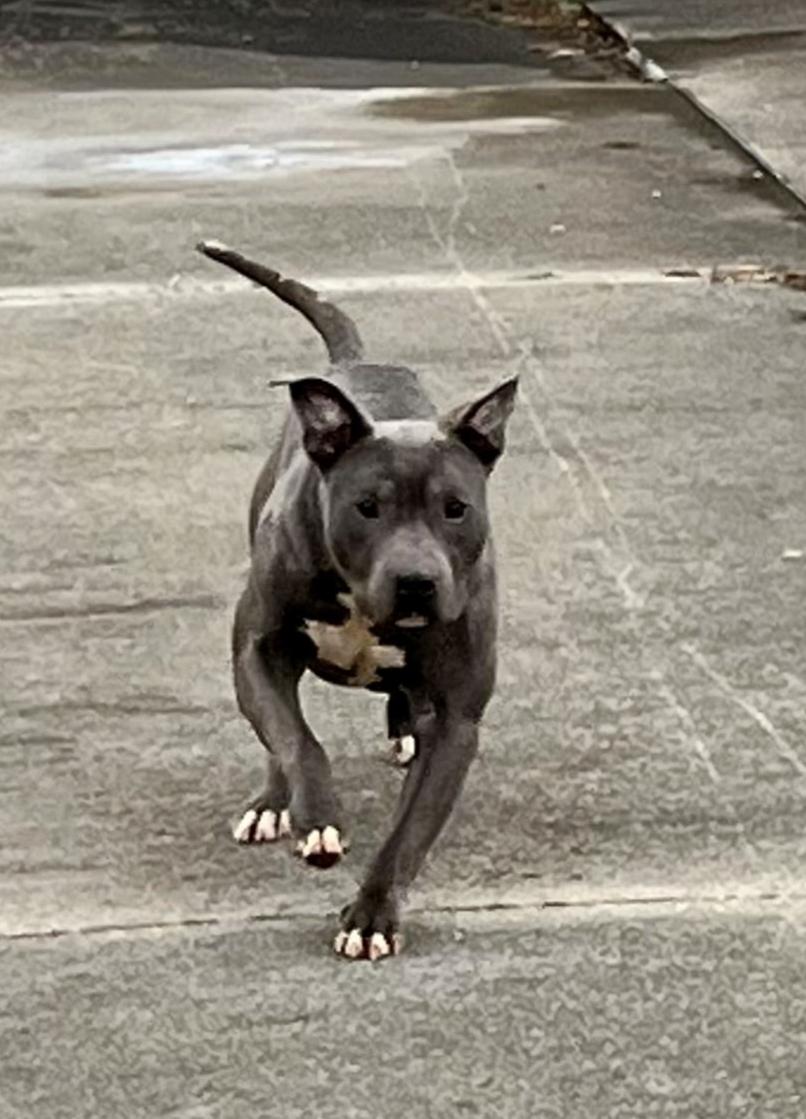 Enlarge Blu, a ADOPTABLE American Staffordshire Terrier in Peru, IN image 3/3