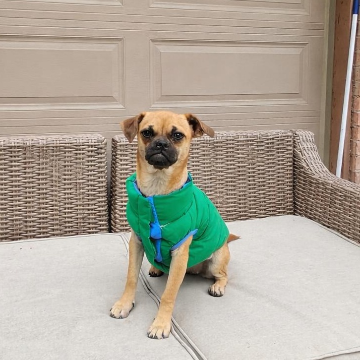 Angie, Adoptable, Young Female Chihuahua & Pug.