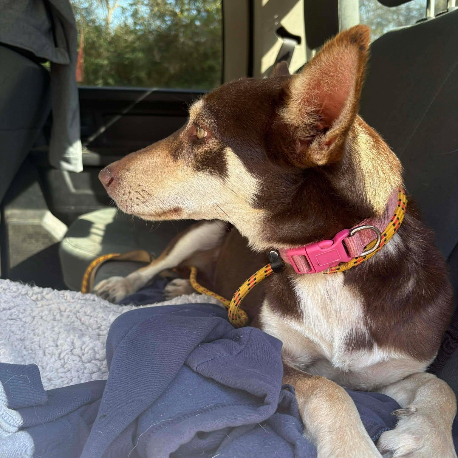 Cassie — thumbnail 4