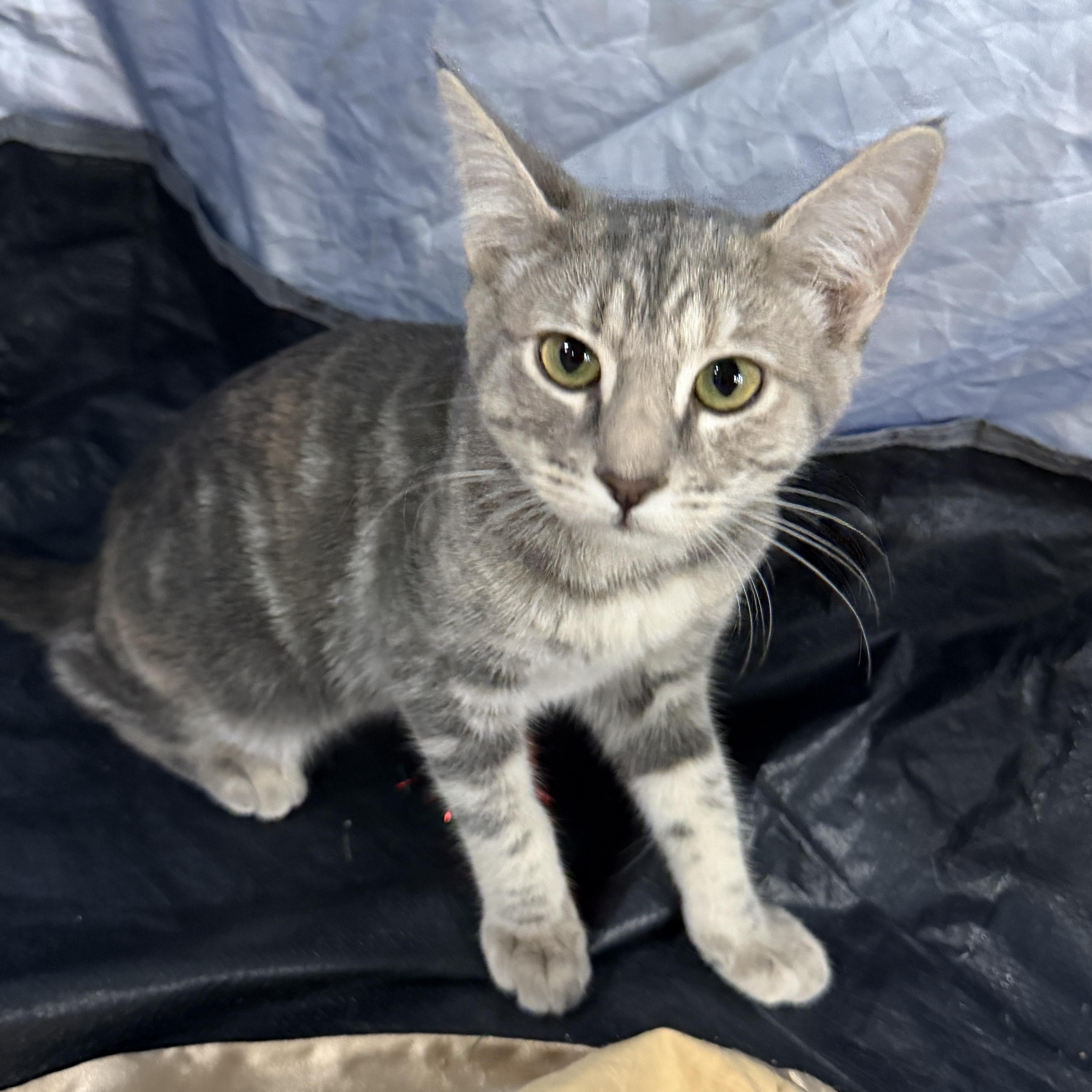 Duro Wat, Adoptable, Kitten Male Domestic Short Hair & Tabby.