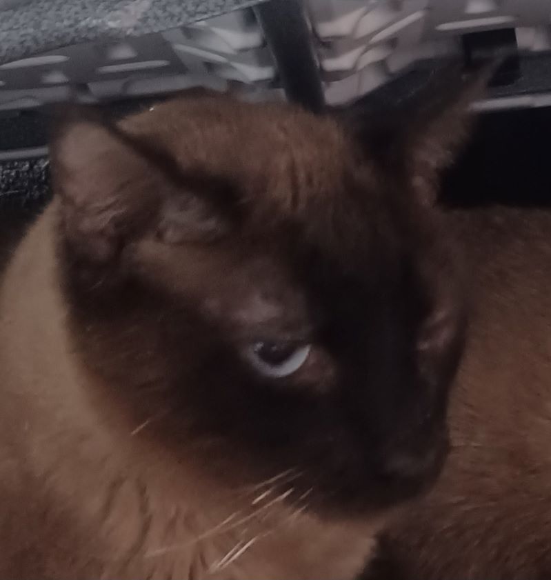 Cat for adoption Burr It On, a Siamese in Lees Summit, MO Petfinder