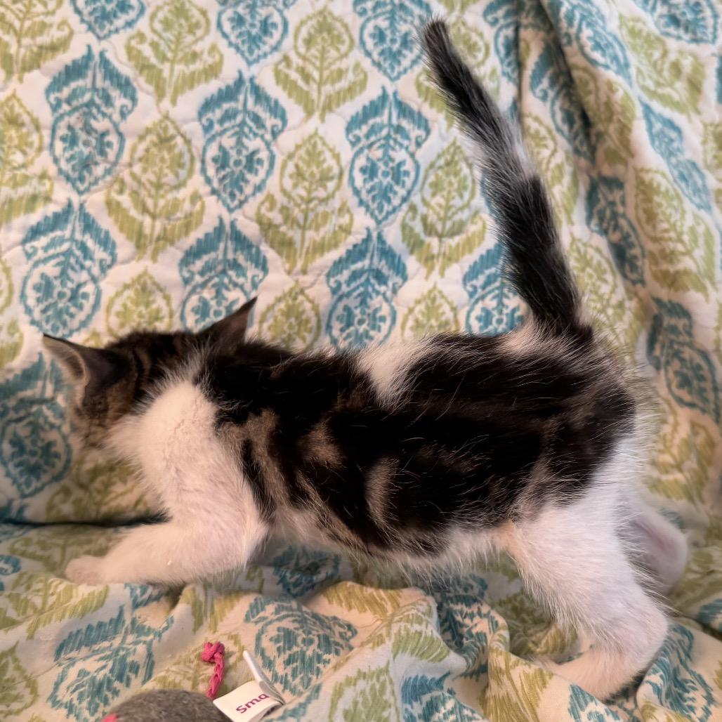 Tchula, Adoptable, Kitten Female Domestic Short Hair.