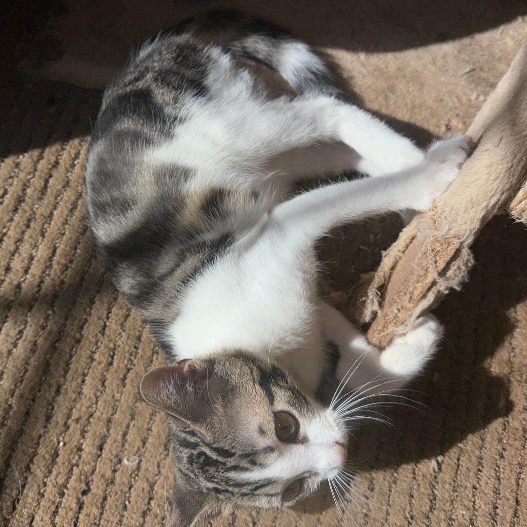 Tchula, Adoptable, Young Female Domestic Short Hair.