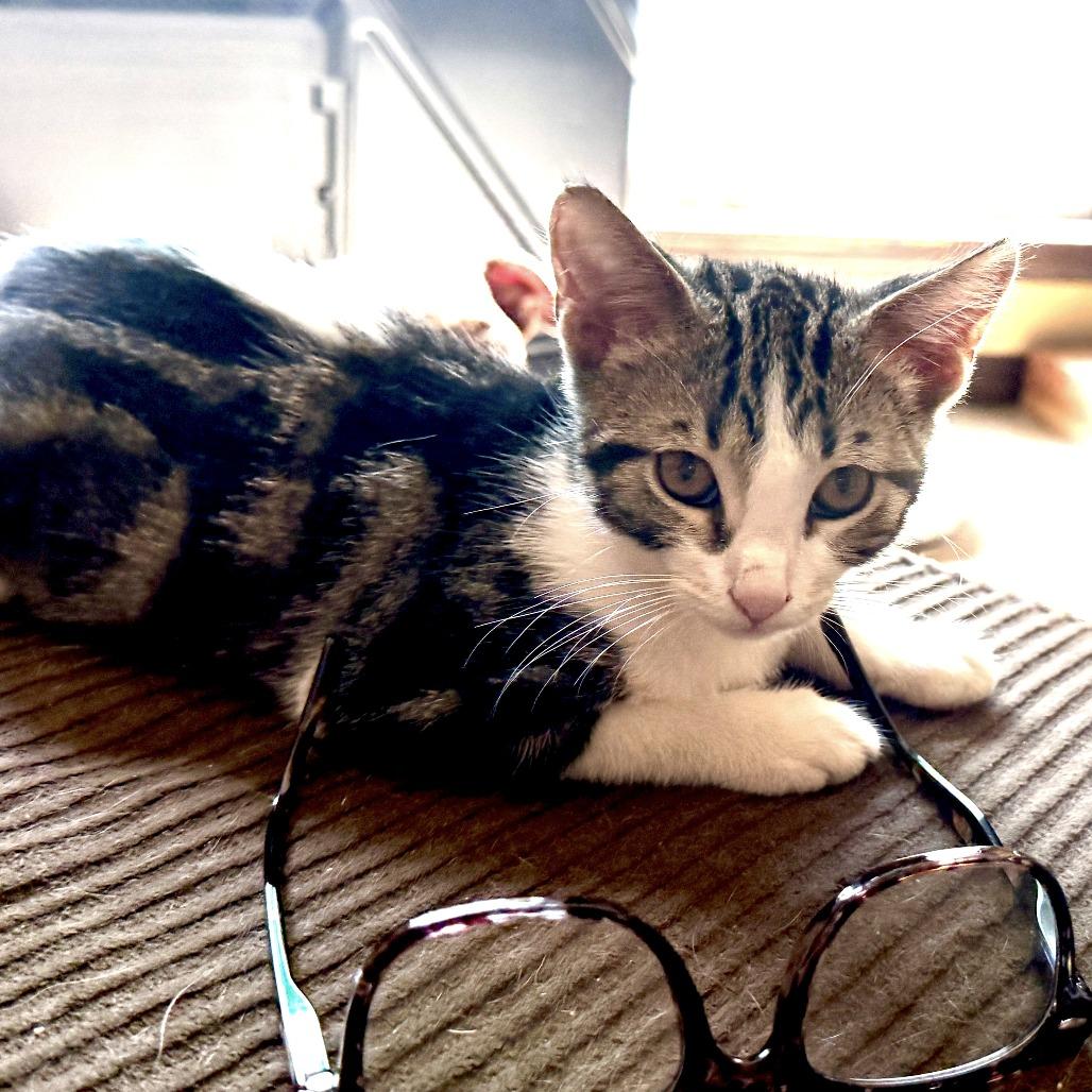 Tchula, a Adoptable Domestic Short Hair in Lucedale, MS image 2/6