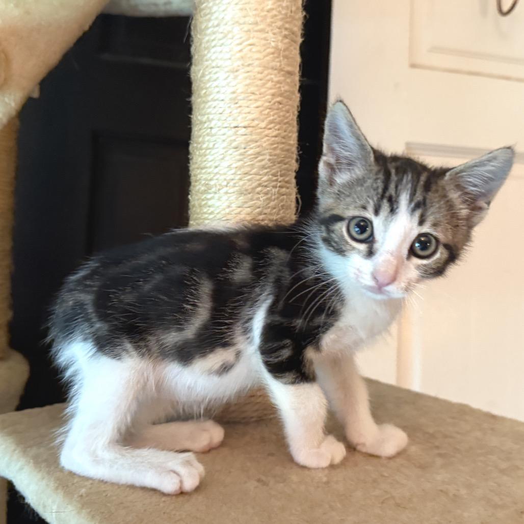 Tchula, a Adoptable Domestic Short Hair in Lucedale, MS image 3/6