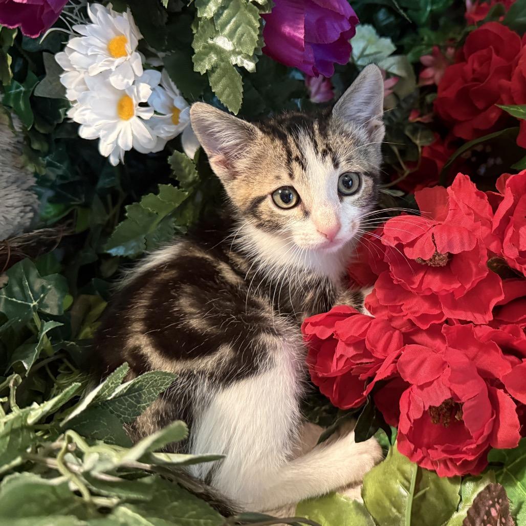 Tchula, a Adoptable Domestic Short Hair in Lucedale, MS image 4/6