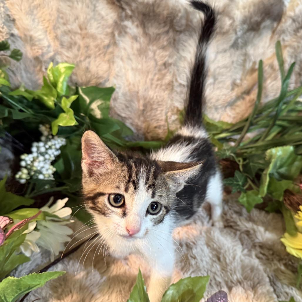 Tchula, a Adoptable Domestic Short Hair in Lucedale, MS image 5/6