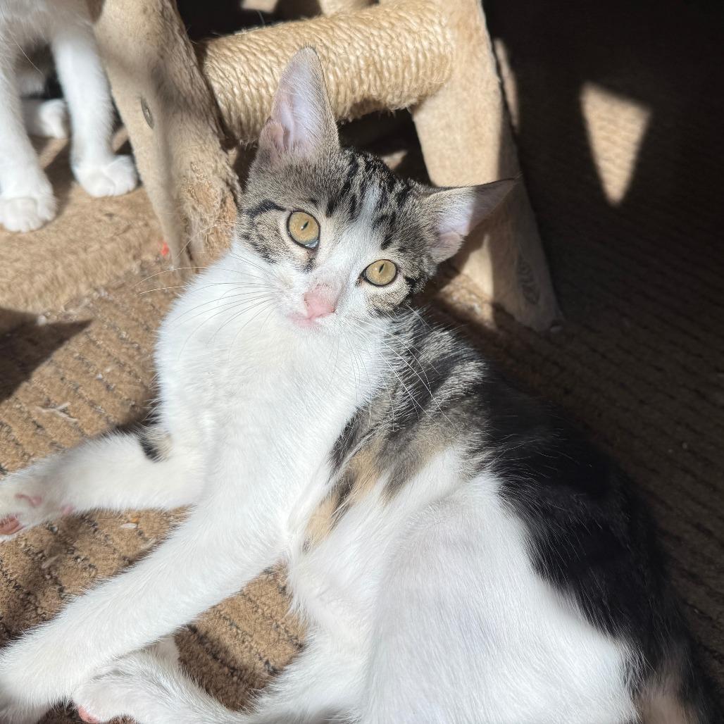 Tchula, a Adoptable Domestic Short Hair in Lucedale, MS image 3/6