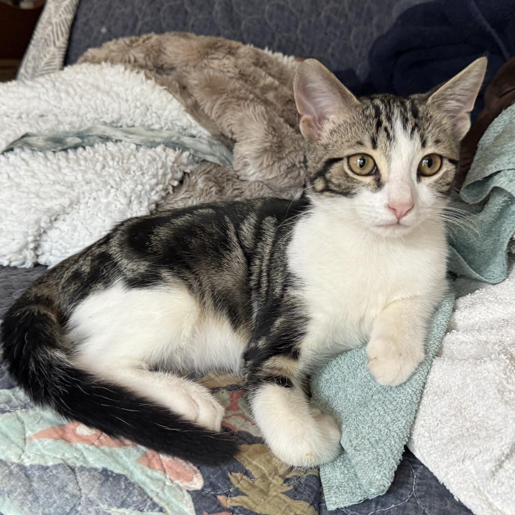 Tchula, a Adoptable Domestic Short Hair in Lucedale, MS image 6/6