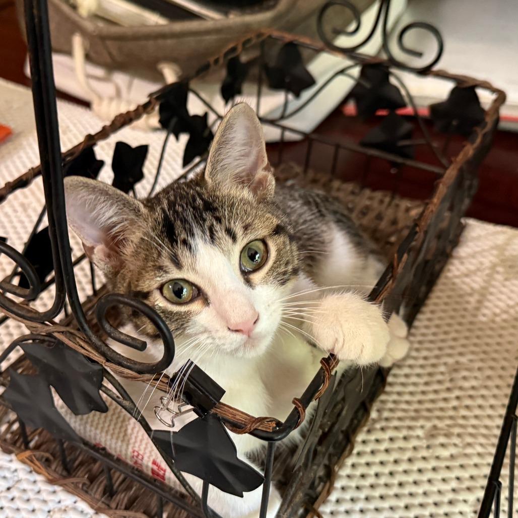 Tchula, a Adoptable Domestic Short Hair in Lucedale, MS image 6/6