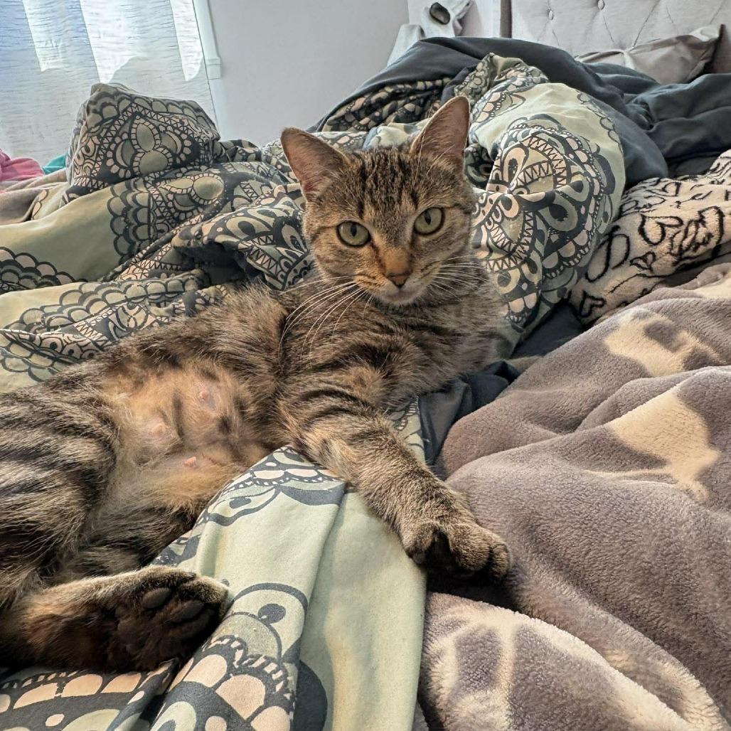 Jellybean, Adoptable, Young Female Domestic Short Hair.