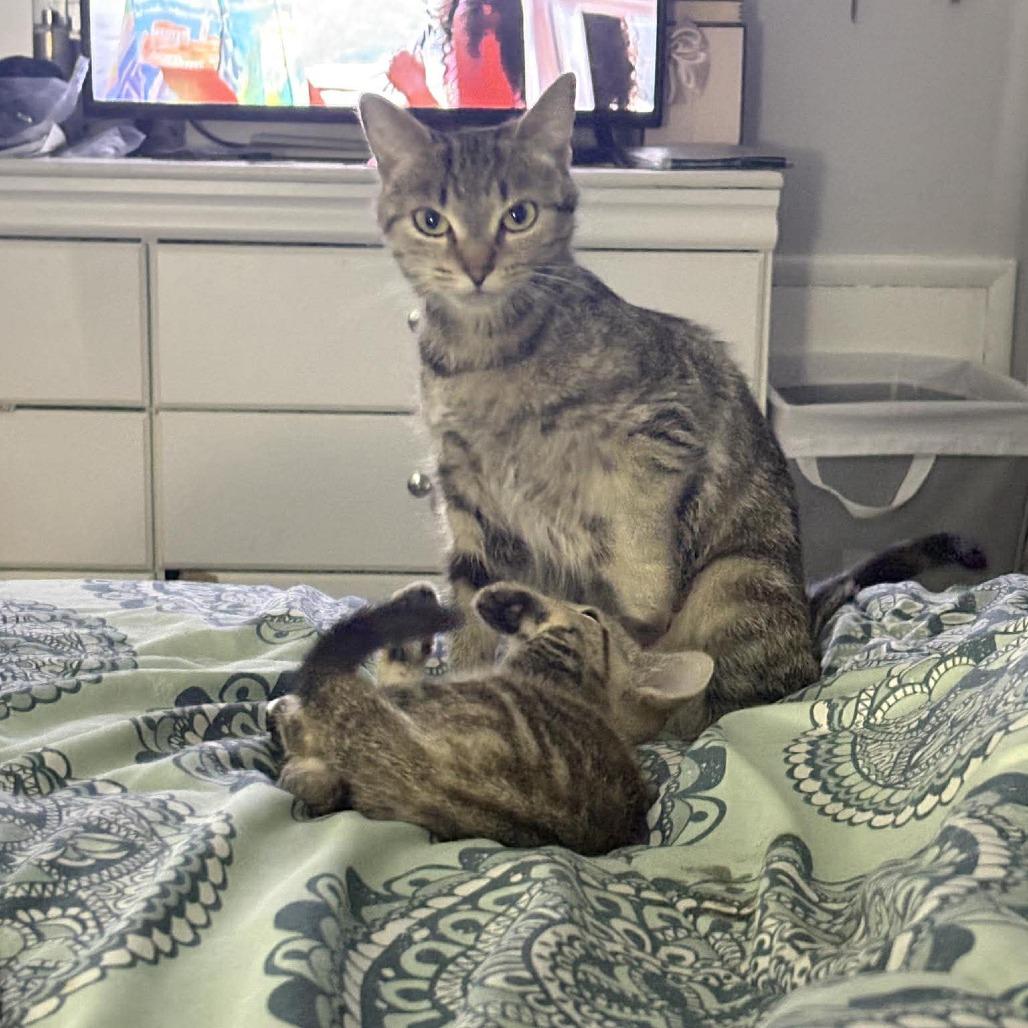 Jellybean, Adoptable, Young Female Domestic Short Hair.