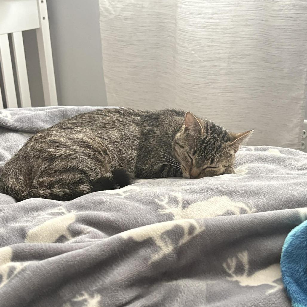 Jellybean, a Adoptable Domestic Short Hair in Jarrettsville, MD image 2/6