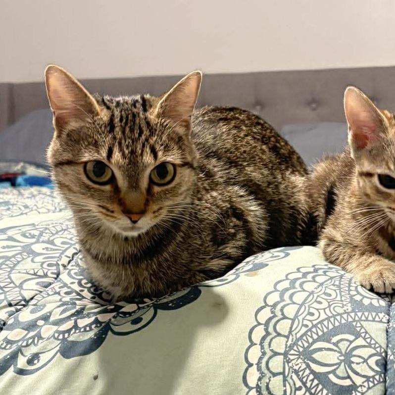 Enlarge Jellybean, a Adoptable Domestic Short Hair in Jarrettsville, MD image 2/6